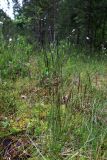 Agrostis canina