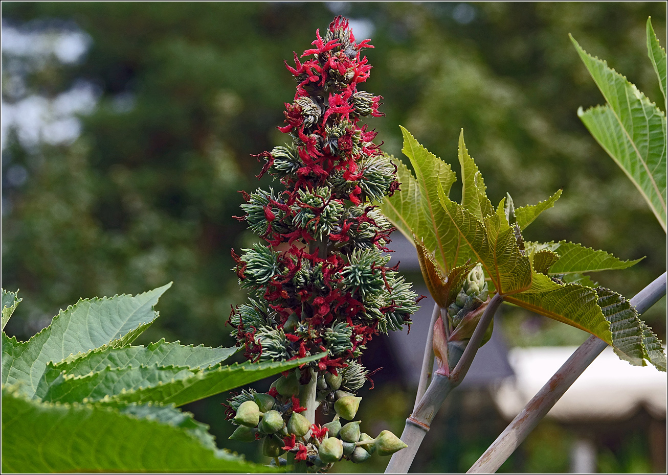Image of Ricinus communis specimen.