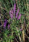 Lythrum salicaria. Цветущее растение в сообществе с Typha. Московская обл., окр. г. Железнодорожный, долина р. Чёрная, пруд, в воде у берега. 26.08.2024.