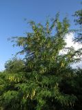 Gleditsia triacanthos