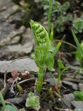 Botrychium lunaria. Растение с разворачивающимся листом. Украина, Закарпатская обл., Раховский р-н, каменистая осыпь. 2 июля 2010 г.