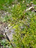 Thesium refractum