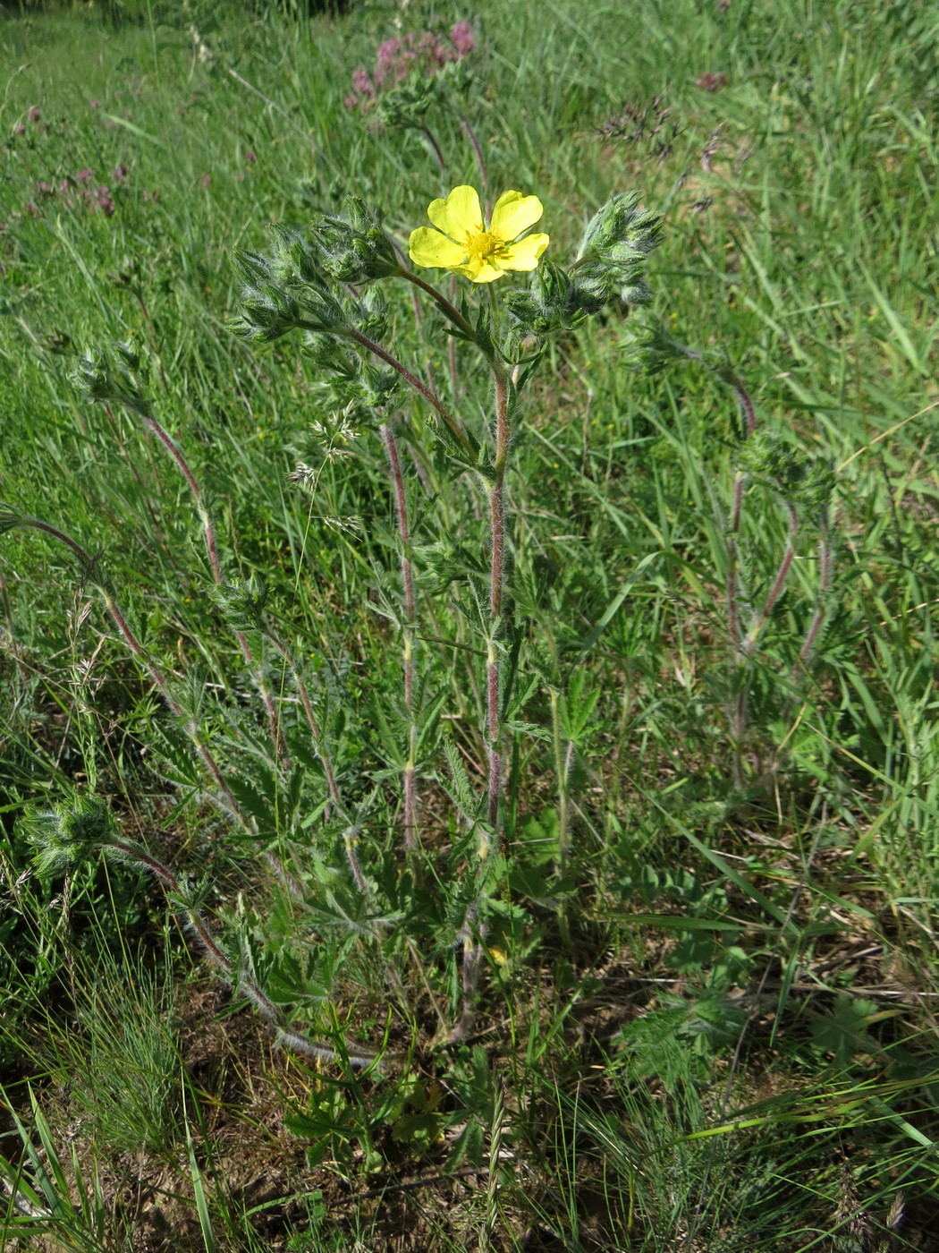 Изображение особи Potentilla pedata.