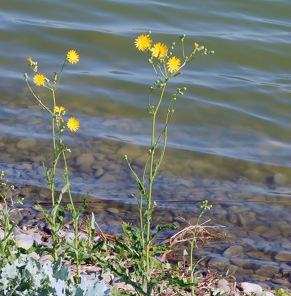 Изображение особи Sonchus arvensis ssp. uliginosus.