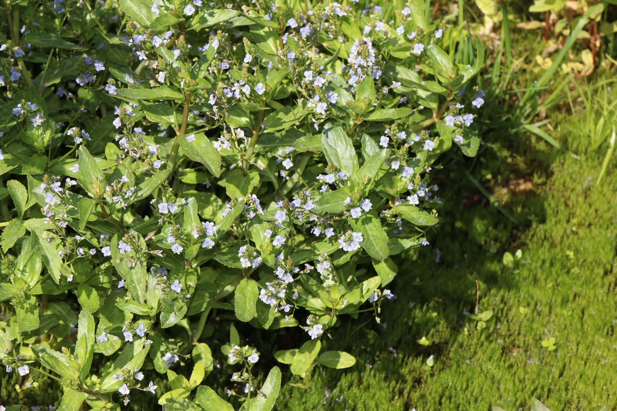 Image of Veronica anagallis-aquatica specimen.