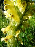 Pedicularis chroorrhyncha