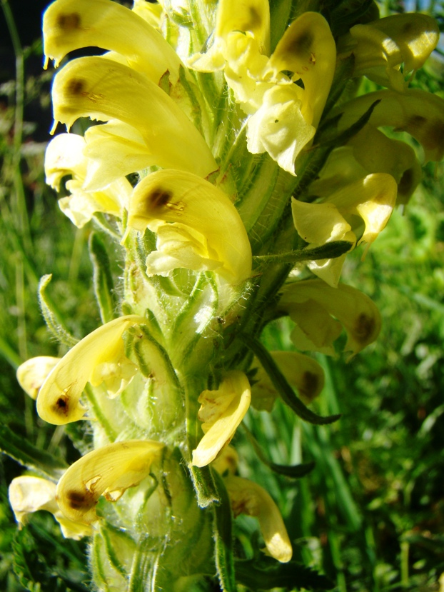 Image of Pedicularis chroorrhyncha specimen.