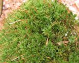 Atrichum undulatum