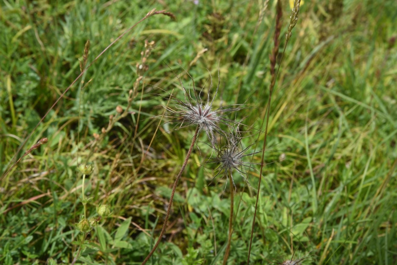 Изображение особи род Pulsatilla.