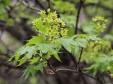 Acer turkestanicum