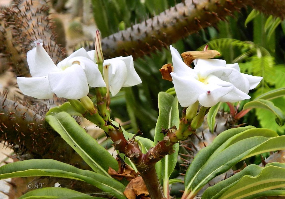 Image of Pachypodium lamerei specimen.
