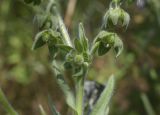 Cynoglossum creticum. Нижняя часть соплодий. Испания, Каталония, пров. Жирона, комарка Баш Эмпорда, муниципалитет Калонже, заросли кустарников по кромке залежи. 07.05.2025.