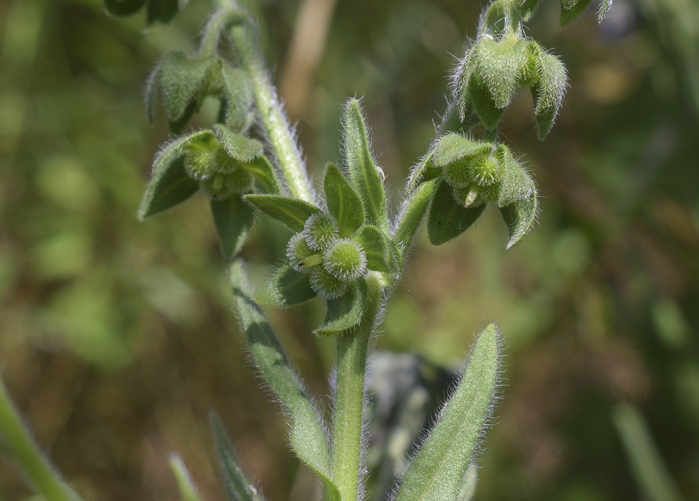Image of Cynoglossum creticum specimen.