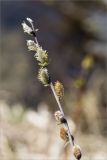 Salix rosmarinifolia. Побег с соцветиями. Ленинградская обл., Ломоносовский р-н, дол. р. Шингарка, берег р. Фабричная Речка, закустаренный разнотравный луг. 01.05.2025.