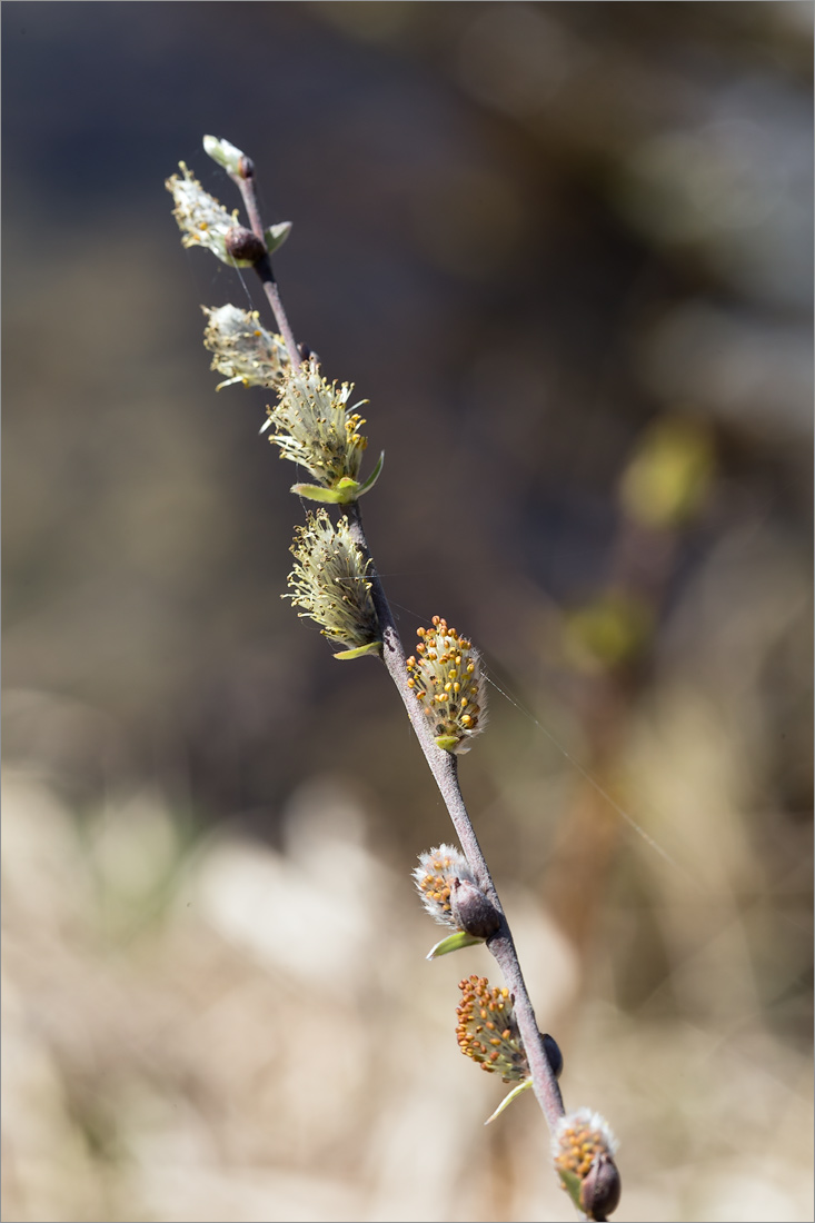 Image of Salix rosmarinifolia specimen.