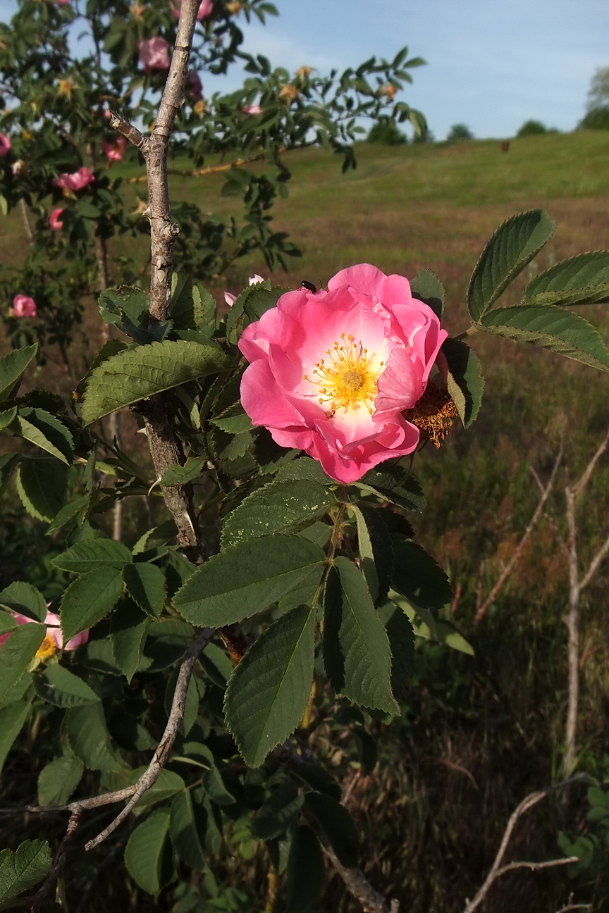 Изображение особи род Rosa.