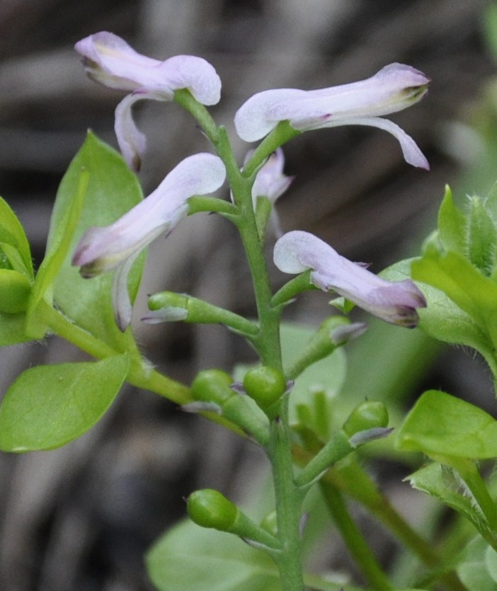 Image of Fumaria bastardii specimen.