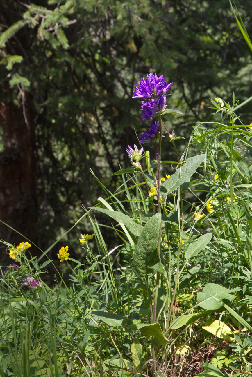 Image of Campanula glomerata specimen.