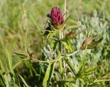 род Melampyrum. Верхушка веточки с развивающимися соцветиями. Оренбургская обл., Саракташский р-н, Жёлтинский сельсовет, окр. Кандуровского карьера, каменистая степь. 29 мая 2024 г.