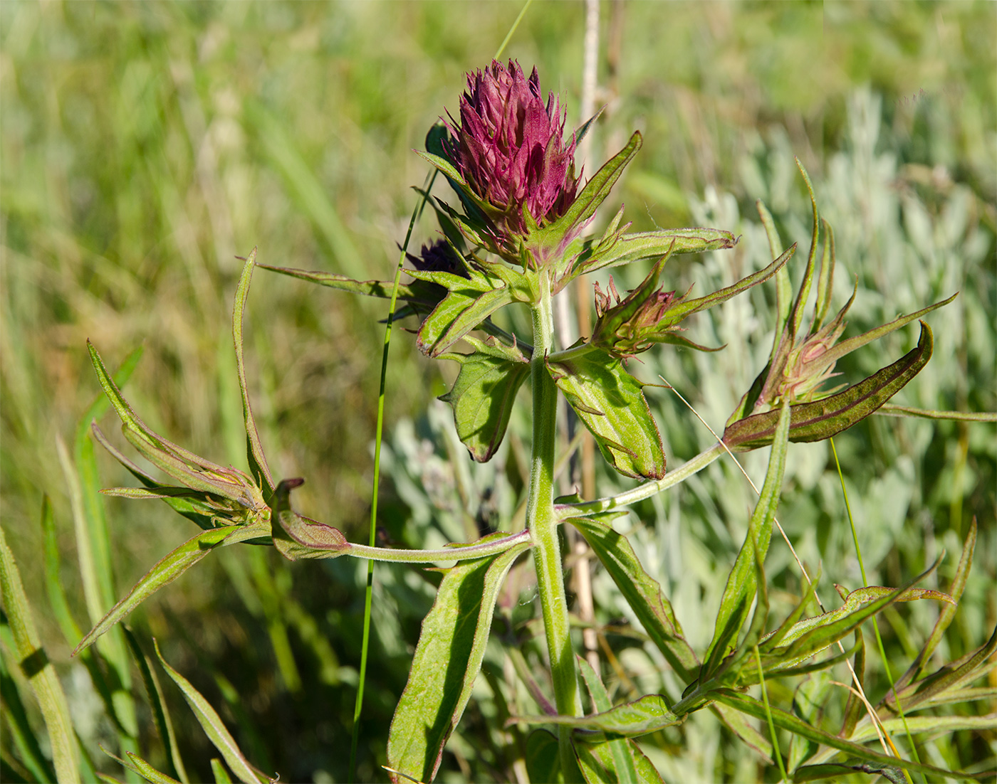 Image of genus Melampyrum specimen.