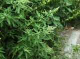 Chenopodium ficifolium