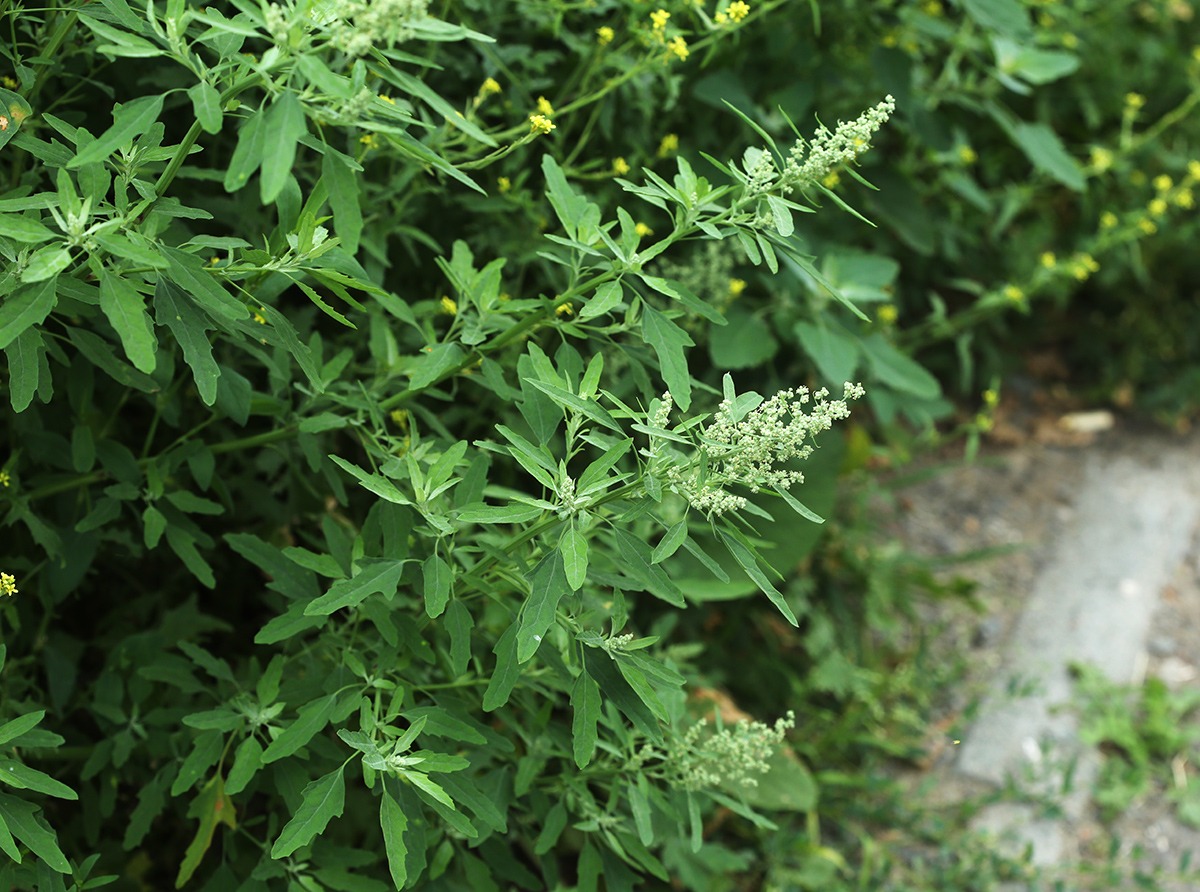 Image of Chenopodium ficifolium specimen.