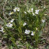 Viola accrescens