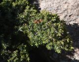 genus Juniperus. Верхушка веточки. Турция, ил Ван, р-н Битлис, С-В участок борта кальдеры Немрут, нижняя часть склона, на скале. 21 мая 2025 г.
