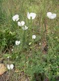 Papaver albiflorum