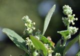 род Chenopodium. Верхушки побегов с цветками. Приморский край, Шкотовский р-н, с. Новонежино, сорное в саду. 21.09.2025.