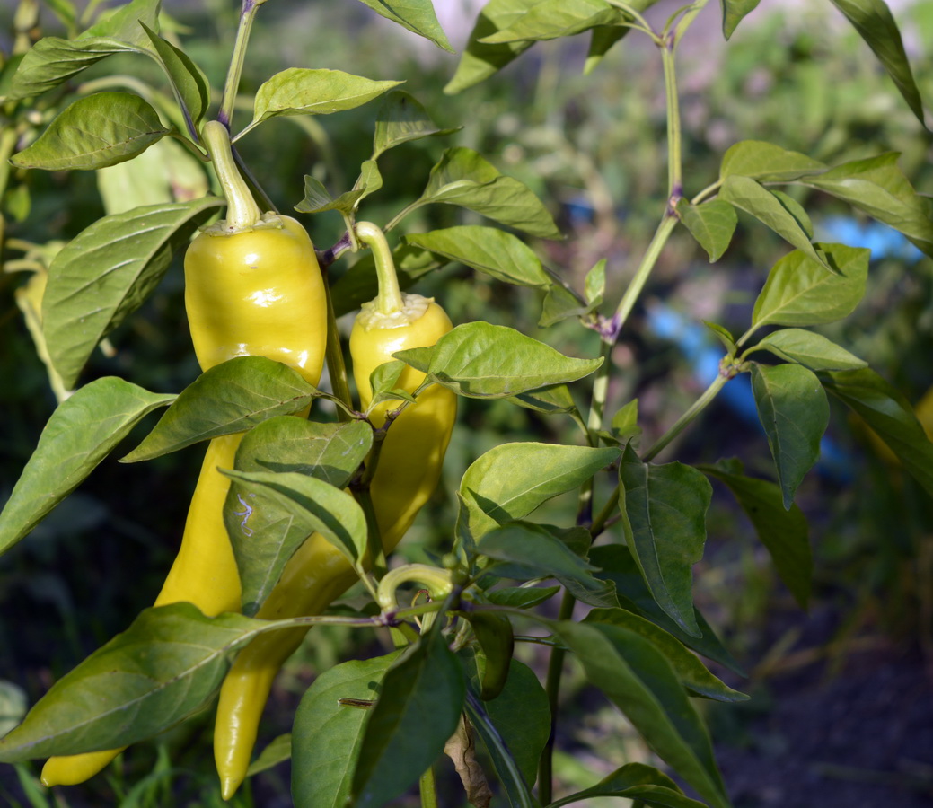 Image of Capsicum annuum specimen.
