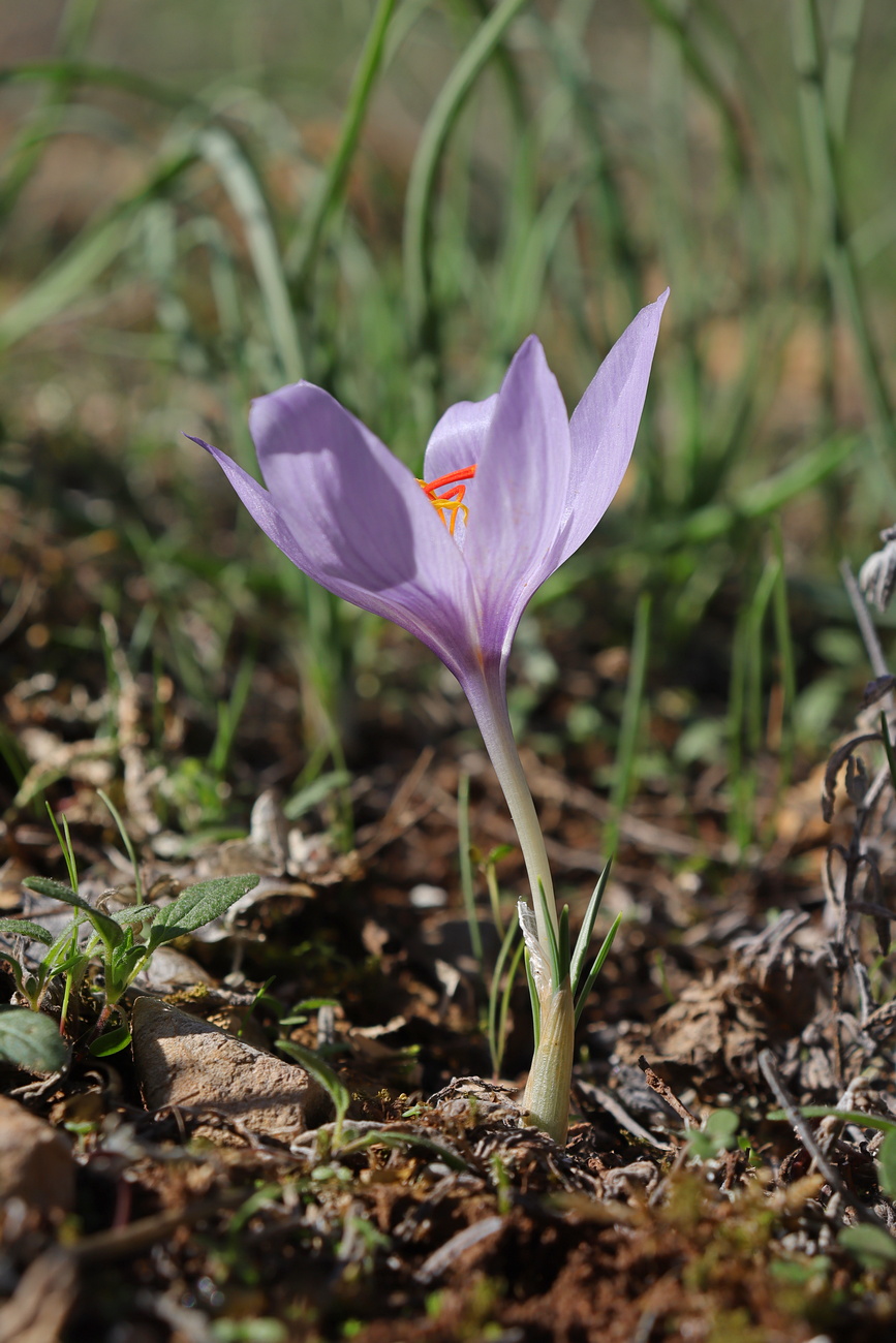 Изображение особи Crocus pallasii.
