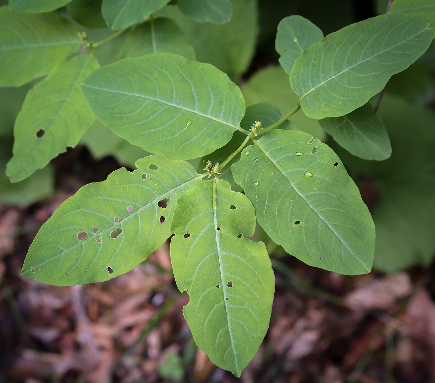 Image of Lonicera orientalis specimen.