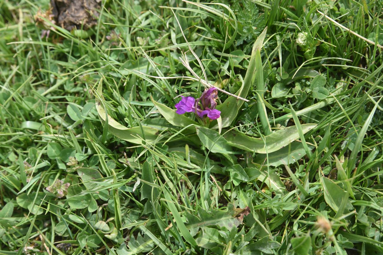 Изображение особи род Dactylorhiza.