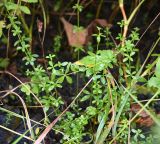род Galium. Вегетирующие растения. Московская обл., г. Подольск, опушка леса, заболоченный участок. 27.08.2025.