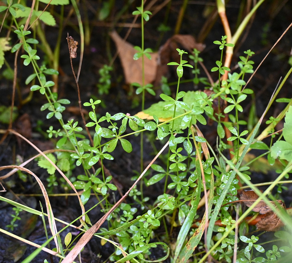 Изображение особи род Galium.