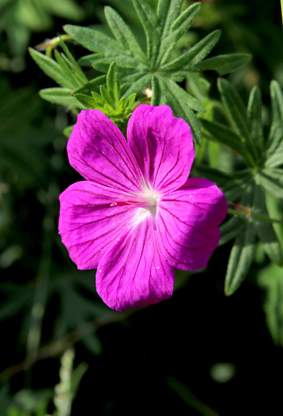 Image of Geranium sanguineum specimen.