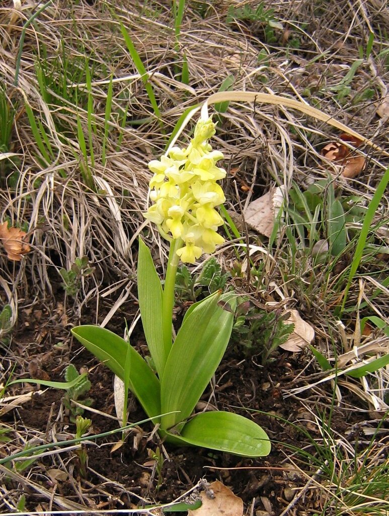 Image of Orchis pallens specimen.
