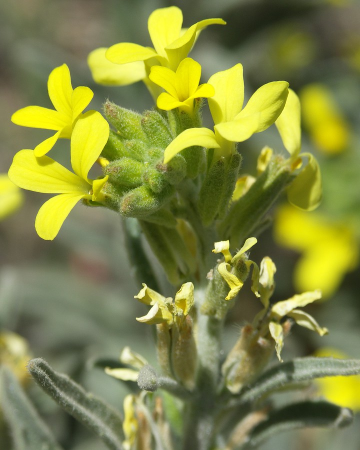 Изображение особи Fibigia eriocarpa.