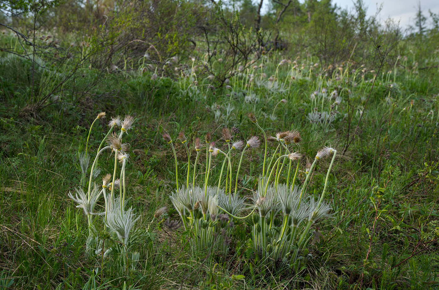 Изображение особи Pulsatilla patens.