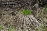 genus Carex
