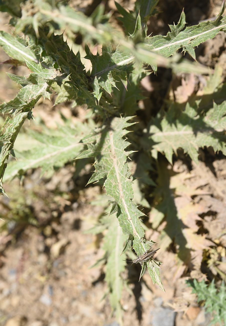 Image of genus Carduus specimen.