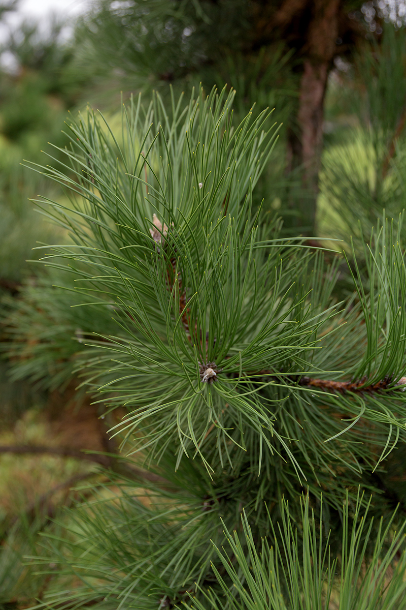 Image of genus Pinus specimen.
