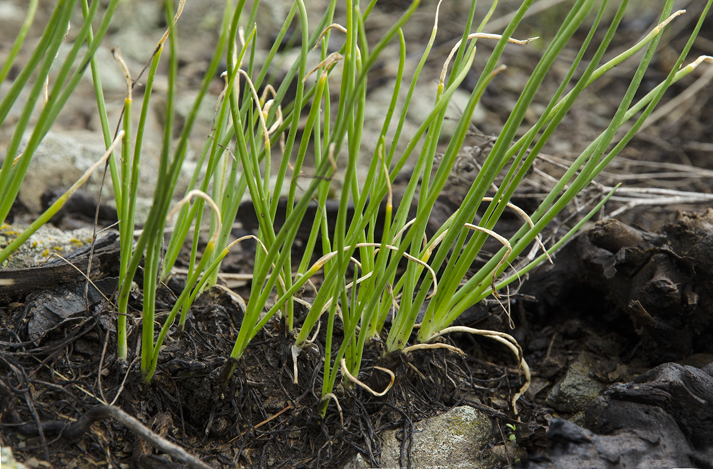 Изображение особи род Allium.