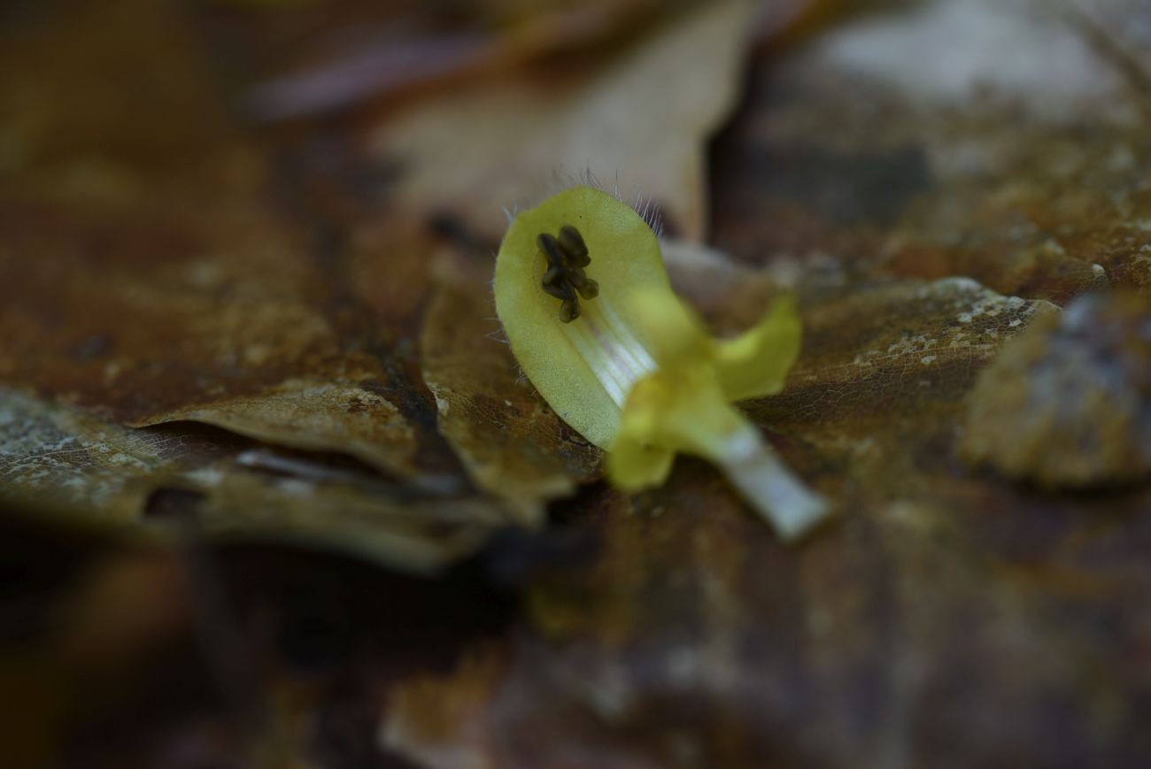 Image of Galeobdolon caucasicum specimen.