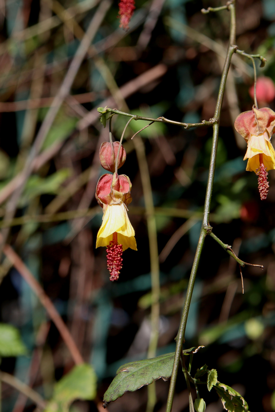 Изображение особи Abutilon megapotamicum.