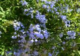 Plumbago auriculata. Ветви цветущего растения. Турция, о. Адалар, частная усадьба. 10.10.2025.
