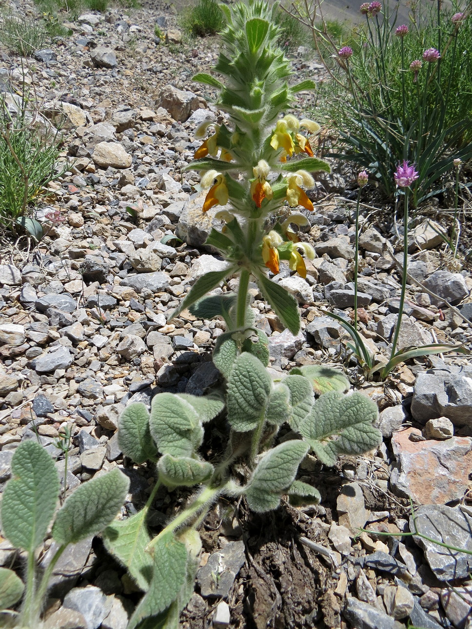 Image of Phlomoides tianschanica specimen.