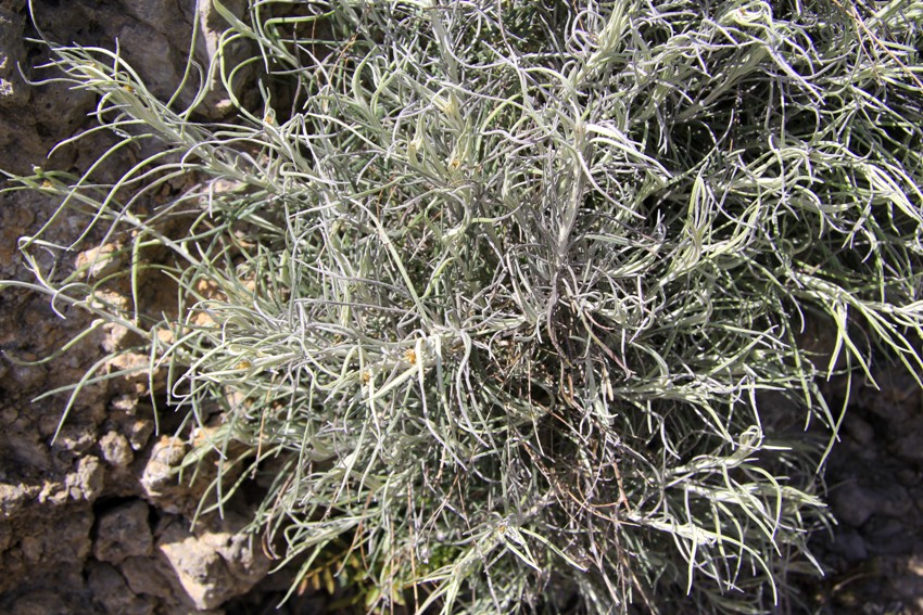 Image of Helichrysum italicum specimen.