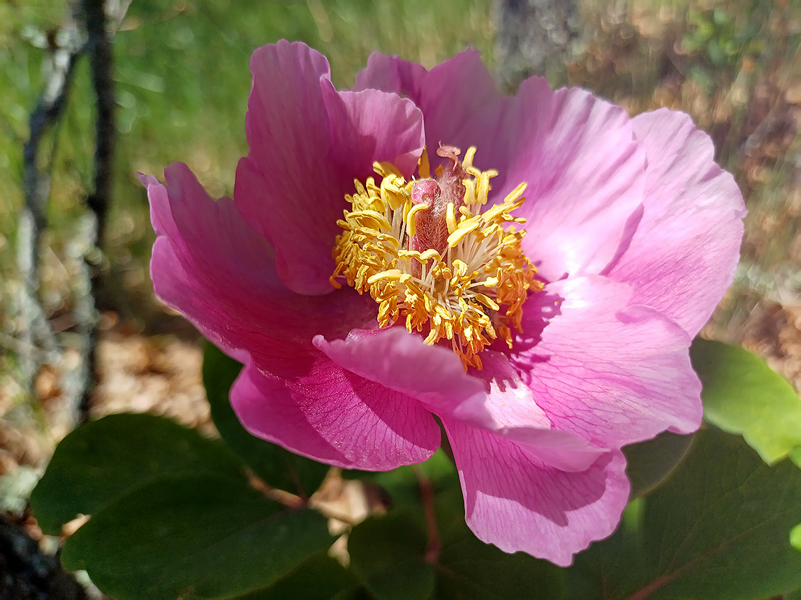 Изображение особи Paeonia daurica.